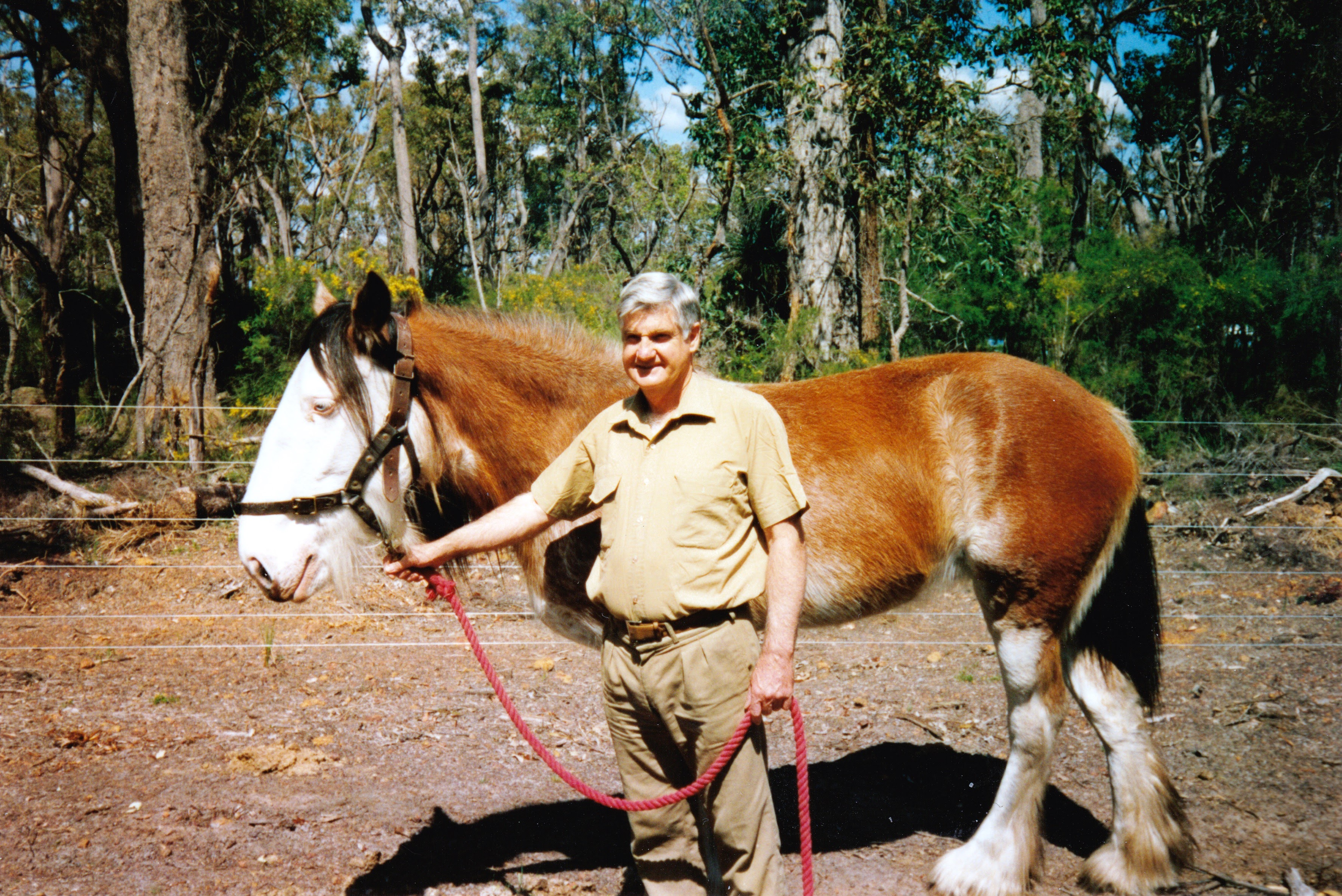 Robin with the family clydesdale Amy Robin with the family clydesdale Amy